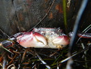 photo thumbnail #8
