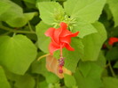 photo thumbnail #13