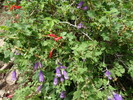 photo thumbnail #13