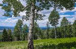 photo thumbnail #7