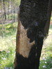 photo thumbnail #5