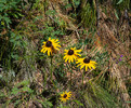 photo thumbnail #15