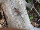 photo thumbnail #6