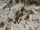 photo thumbnail #12