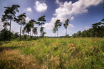 photo thumbnail #10