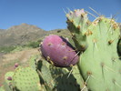 photo thumbnail #2