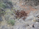 photo thumbnail #4