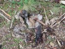 photo thumbnail #6