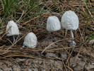 photo thumbnail #13