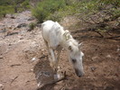 photo thumbnail #13