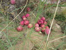 photo thumbnail #5