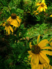 photo thumbnail #15