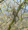 photo thumbnail #11