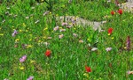 photo thumbnail #9