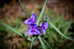 photo thumbnail #13
