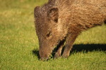 photo thumbnail #13