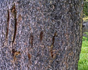 photo thumbnail #10