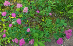 photo thumbnail #14