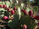 photo thumbnail #4
