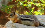 photo thumbnail #3