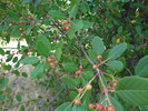 photo thumbnail #8