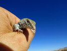 photo thumbnail #4