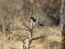 photo thumbnail #11