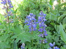 photo thumbnail #4