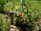 photo thumbnail #11
