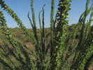 photo thumbnail #3