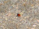photo thumbnail #1