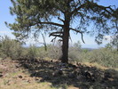 2014-08-10 :1: Pine Mtn from FR 68G TH - Verde Rim :: BEEBEE