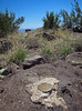 2014-08-10 :1: Pine Mtn from FR 68G TH - Verde Rim :: Grasshopper