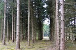 photo thumbnail #6
