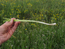 photo thumbnail #13