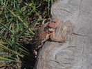 photo thumbnail #5