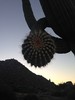 photo thumbnail #11