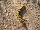 photo thumbnail #13