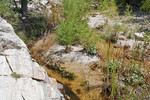 2014-08-17 :3: Lower Sabino Canyon Loop :: mdfabbrini