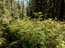 photo thumbnail #15