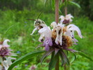 photo thumbnail #6
