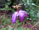 photo thumbnail #7