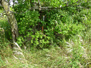 photo thumbnail #12