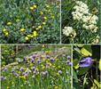 2014-07-21 :1: Iceberg Lake & Ptarmigan Lake Trail :: tibber