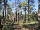 photo thumbnail #4