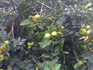photo thumbnail #6