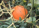 photo thumbnail #10