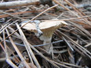 photo thumbnail #7