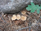 photo thumbnail #8