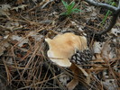 photo thumbnail #15